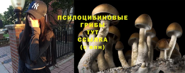 apvp Бородино